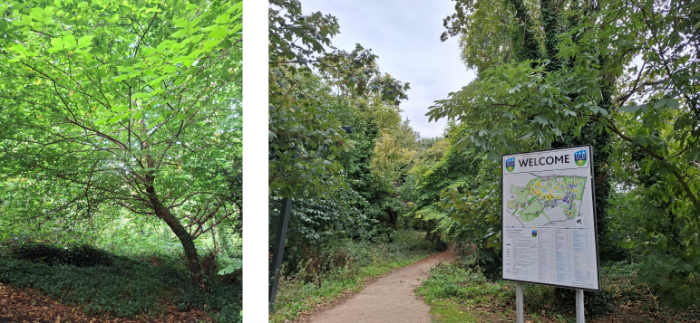 Two photos of trees in UCD